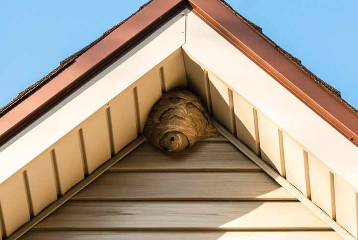 Come rimuovere il nido di calabroni dalle tapparelle?