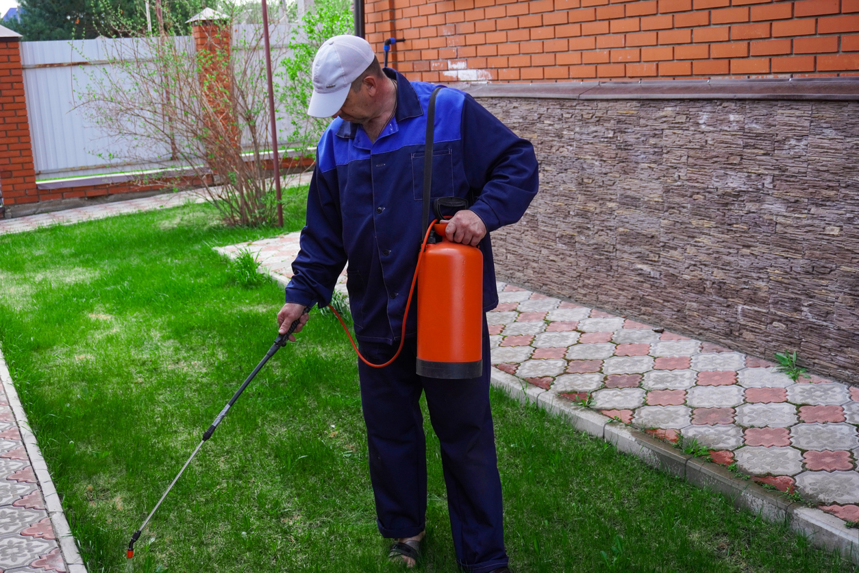 Come fare la disinfestazione dalle zanzare in giardino