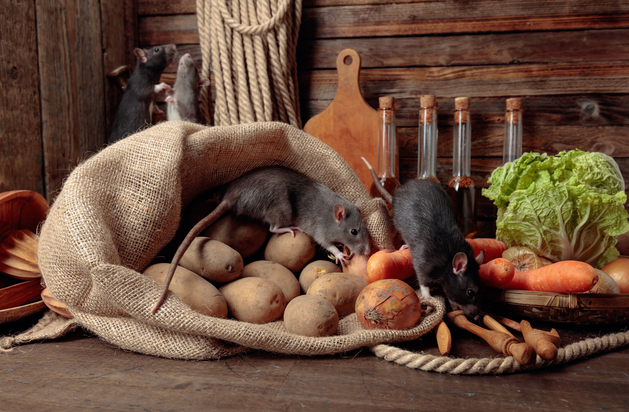 Derattizzazione negozi alimentari