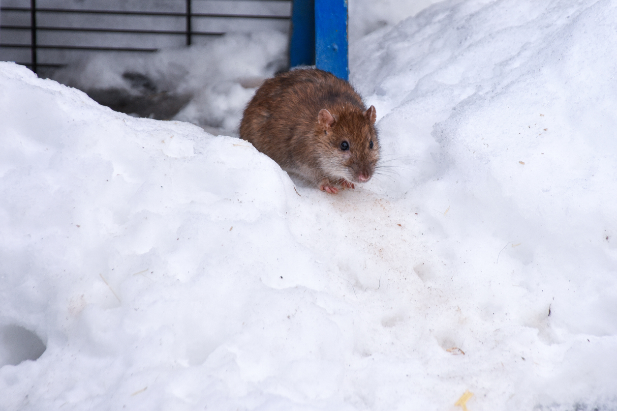 Perché i topi entrano in casa in inverno